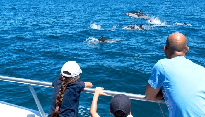 golfinhos no Algarve